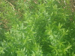 Galium aparine