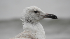 Larus glaucescens
