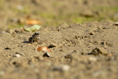 Duttaphrynus dhufarensis