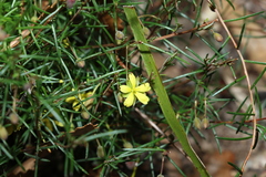 Hibbertia acicularis
