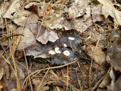 Marasmius capillaris