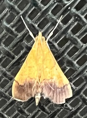 Pyrausta bicoloralis