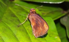 Miltomiges cinnamomea