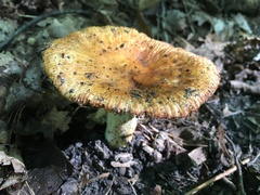 Russula granulata
