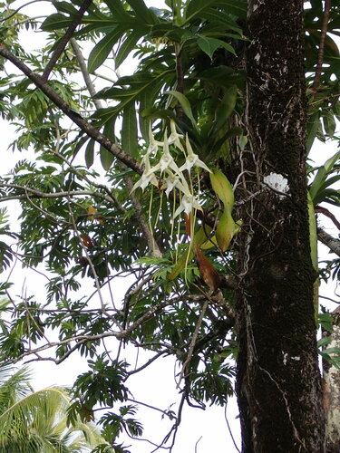Angraecum sesquipedale, photograph 4