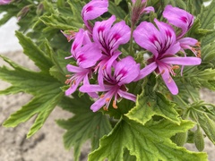 Pelargonium citronellum