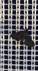 Elophila tinealis