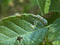 Stigmella rosaefoliella