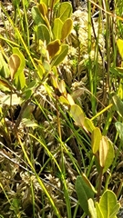 Chamaedaphne calyculata