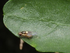 Thaumatomyia