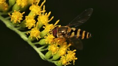 Syrphus rectus