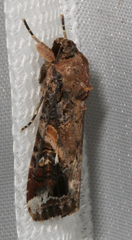 Spodoptera frugiperda