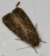 Spodoptera frugiperda