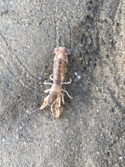 Upogebia affinis