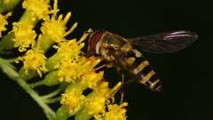 Syrphus rectus