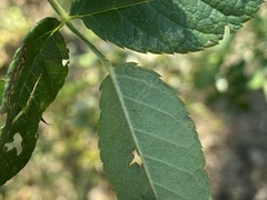 Stigmella rosaefoliella