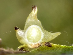 Caryomyia sanguinolenta