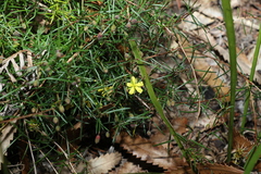 Hibbertia acicularis