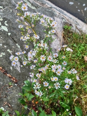 Symphyotrichum lanceolatum