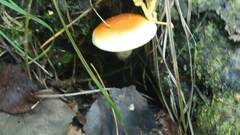 Gymnopilus penetrans