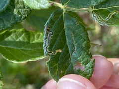 Stigmella rosaefoliella