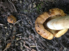 Russula granulata