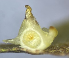 Caryomyia sanguinolenta