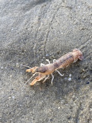 Upogebia affinis
