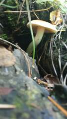 Gymnopilus penetrans