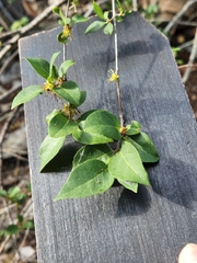 Forestiera reticulata