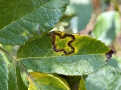Stigmella rosaefoliella