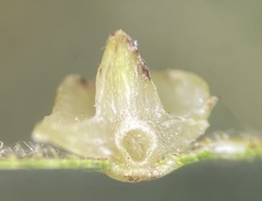 Caryomyia sanguinolenta