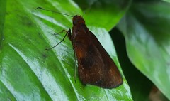 Miltomiges cinnamomea