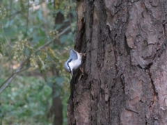 Sitta europaea