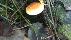 Gymnopilus penetrans