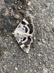Catocala relicta