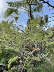 Vachellia pennatula