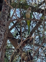 Myiopsitta monachus