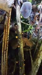 Lachnellula agassizii