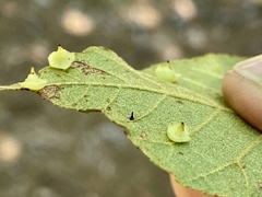 Caryomyia sanguinolenta