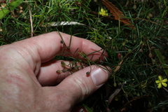 Hibbertia acicularis