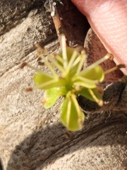 Forestiera reticulata