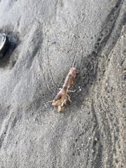 Upogebia affinis