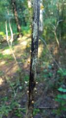 Lachnellula agassizii