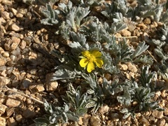 Potentilla concinna