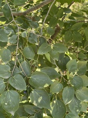 Celtis bungeana