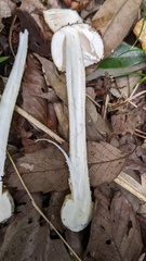 Pantherinae