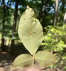 Caryomyia sanguinolenta