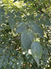 Celtis bungeana