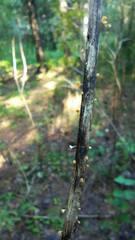 Lachnellula agassizii